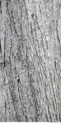 Photo Textures of Tree Bark